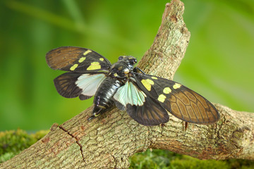 Cicada : Butterfly cicadas with broad multicolor wings. Green and blue color butterfly-wings cicada (Gaeana cheni) is a cicada species from China and Southeast Asia (Thailand, Myanmar)