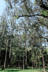 Fototapeta premium trees in forest