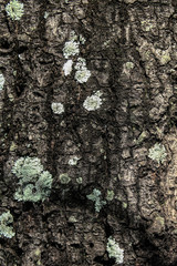 tree bark