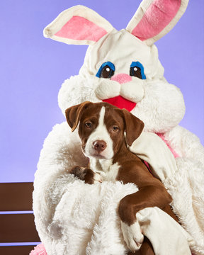 Easter Bunny and Puppy