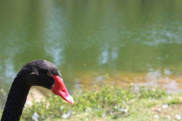 swan on the lake