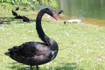 swan on grass