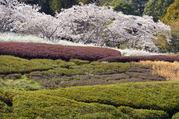 桜咲く春の日本庭園
