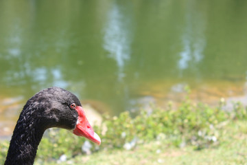 portrait of a black swan