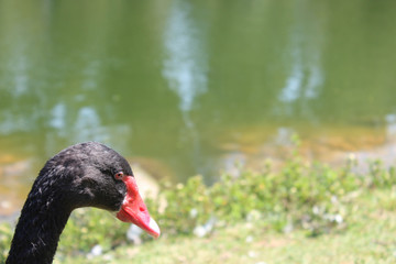 portrait of swan