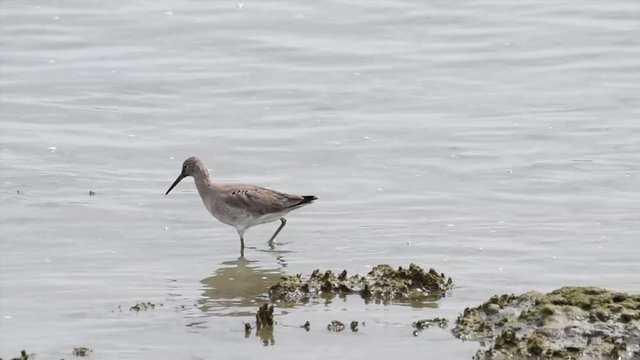 HD video of a Curlew walking in shallow water across the frame and away from viewer. Curlew  are characterized by long, slender, down curved bills and mottled brown plumage.