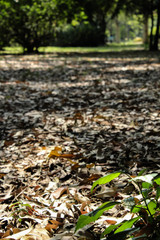 autumn leaves in the park