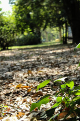 autumn leaves in the park
