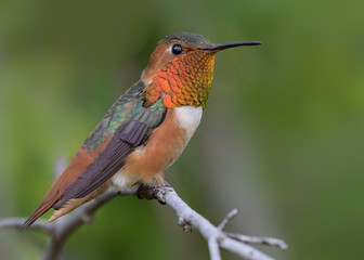 Allen's hummingbird perched.