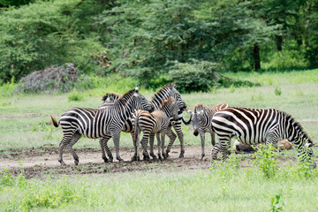 Portrait Zebra in Manyara