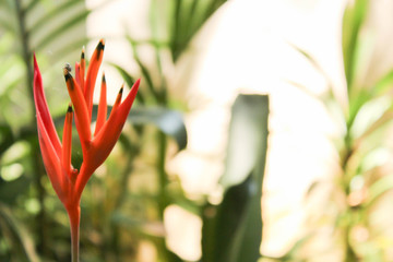 tulip on green background