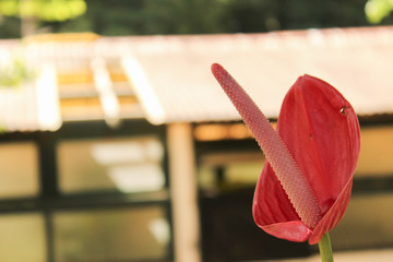 flower on table
