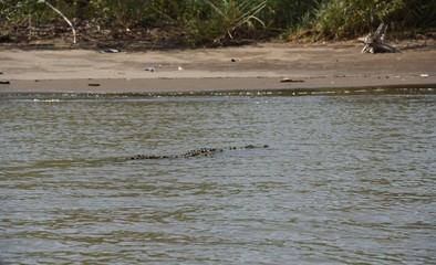 crocodile in the river costa rica
