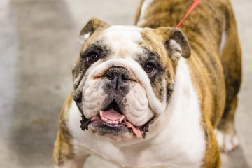 English Bull Dog 