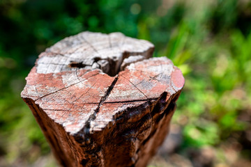 Closeup of brown tree stump with blurred green background.