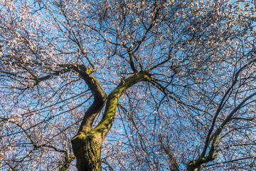 Spring, cherry blossom, full of trees, cut against the blue sky.