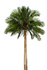 full size real tropical palm tree isolated on white background