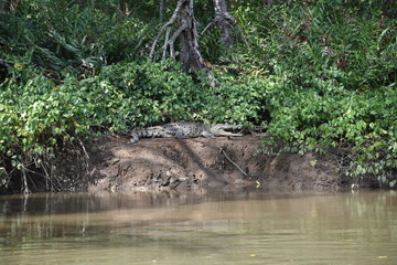 crocodile in costa rica