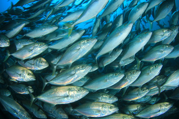 Tuna fish 
