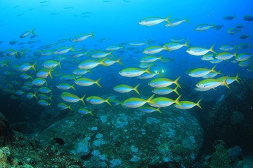 Obraz na płótnie Canvas Coral reef and fish in Indian Ocean 