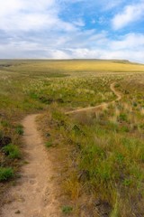 A lush windy dirt path in spring time