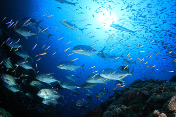 Coral reef and fish in Indian Ocean 