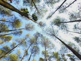 trees and blue sky