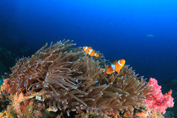 Naklejka na ściany i meble Coral reef and fish in Indian Ocean 