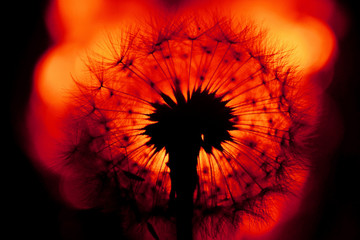 pedir un deseo (taraxacum officinale)