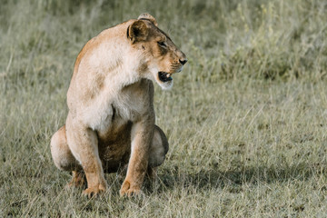 Portrait Lion in Tanzania