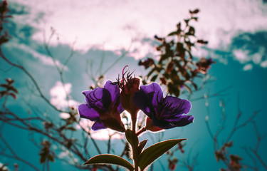 Flor púrpura.