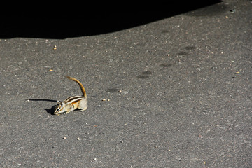 Least Chipmunk scavenging for food crumbs in parking lot, Rocky Mountain National Park, CO, USA