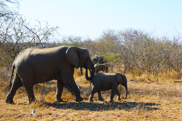 Mom and baby elephant on African safari
