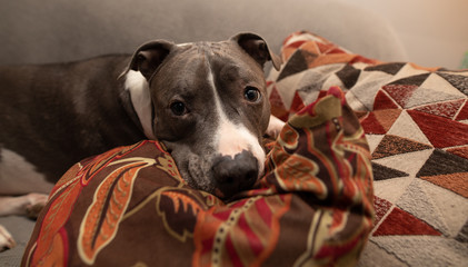 rescued pitbull is worried that he will beloved