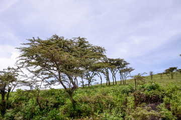 Landscape in Africa