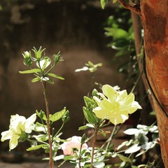 white flowers in the garden