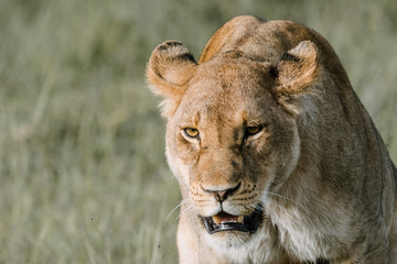 Woman lion in Africa