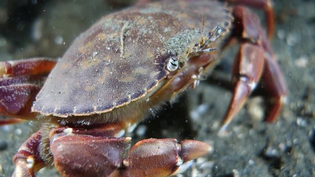 Close-Up: Crab Walking on Seafloor in Puget Sound, Washington