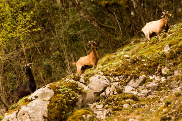 goats brown black on  the mountain tzoumerka ioannina greece