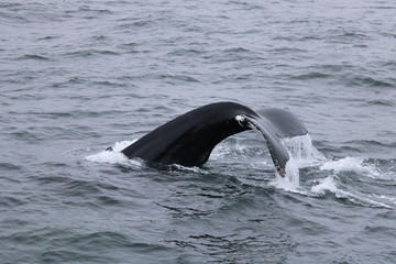 Obraz premium Cape Cod Whales