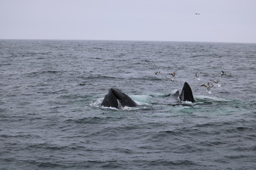 Cape Cod Whales