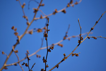 マンサクの蕾と青空