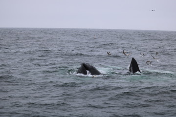 Fototapeta premium Cape Cod Whales