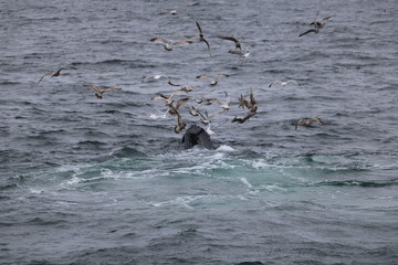 Cape Cod Whales