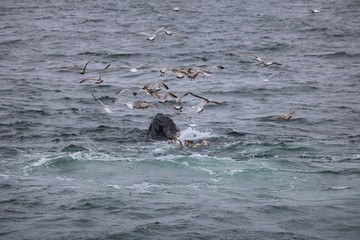 Fototapeta premium Cape Cod Whales