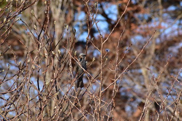早春のヒヨドリ