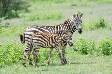 Portrait Zebra in Africa