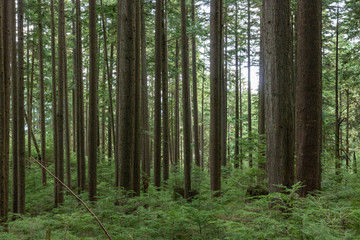 Fototapeta na wymiar Forest in Vancouver British Columbia Canada