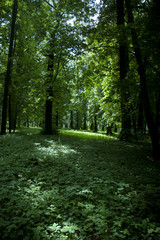 Obraz premium spring forest