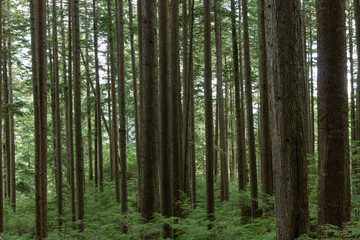 Forest in Vancouver British Columbia Canada